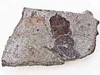 Plaque costale de tortue fossile du jurassique Boulonnais